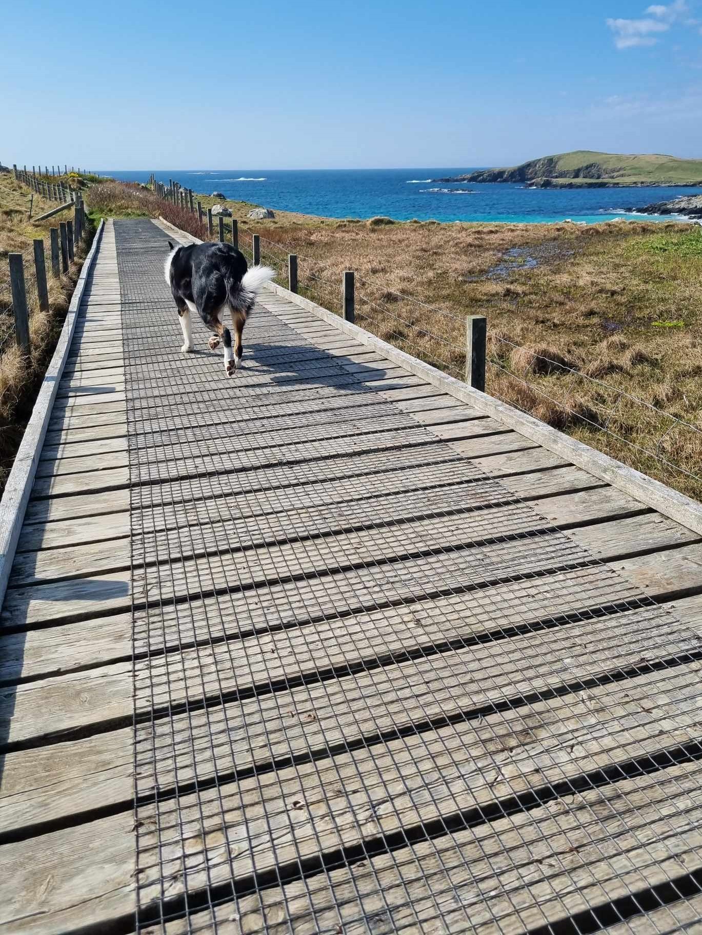a dog on a wooden boardwalk